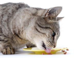 кошка ест консервы