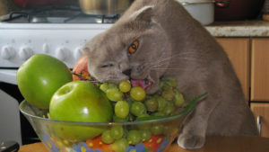 кошка ест виноград
