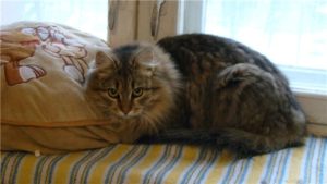 сибирская кошка лежит на постели