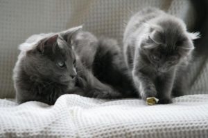 два котенка породы нибелунг
