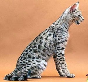 кошка саванна с серебристым окрасом