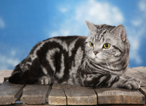 окрас шерсти шотландских кошек мраморный тебби