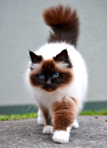 окрас бирманской кошки