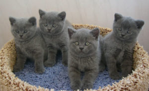 четыре британских котенка