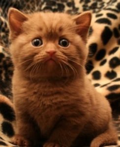 британский короткошерстный котенок окраса циннамон
