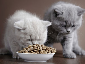 два британских котенка едят сухой корм