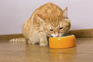 рыжий кот ест