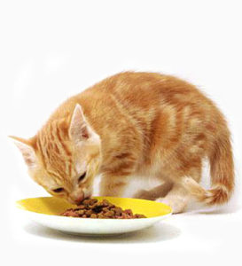 рыжий котик ест