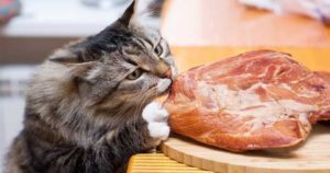 кот кусает мясо