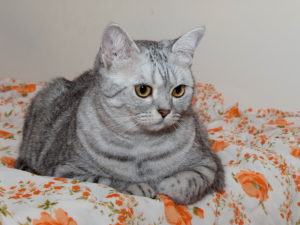 британская короткошерстная кошка лежит на постели