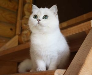 шотландская прямоухая белая кошка