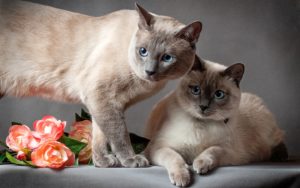 две тайские кошки с цветами
