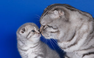 шотландская кошка целует своего котенка