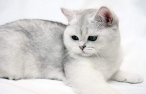 британская короткошёрстная кошка сфинкс