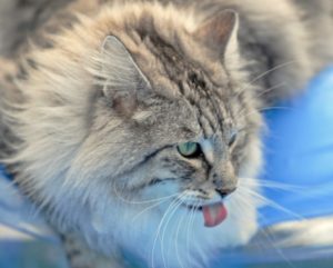 норвежская лесная кошка показывает язык