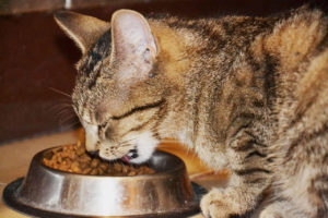 полосатый кот ест сухой корм