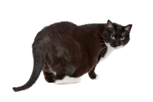 ожирение черного кота