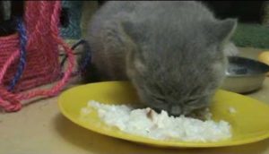 британский котенок ест кашу
