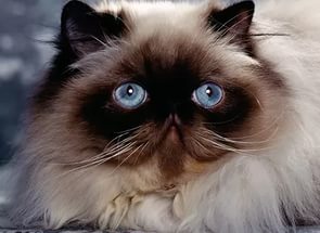 гималайская кошка с голубыми глазами