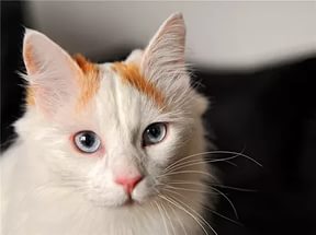 котенок турецкий ван
