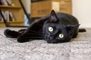 бомбейская кошка лежит на полу