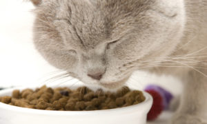 серый котик ест