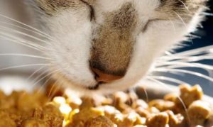 кошка и сухой корм