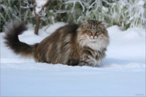 норвежская лесная кошка в снегу