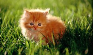рыжий персидский котенок