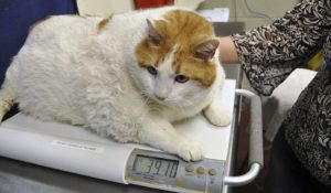 ожирение кошки после стерилизации