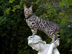 кошка саванна на статуе