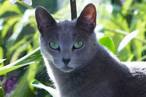 русская голубая кошка в зелени
