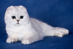 шотландская вислоухая кошка белого окраса