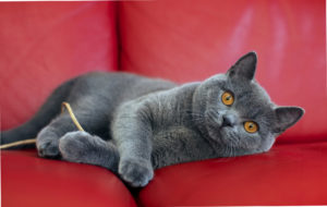 британская короткошёрстная кошка на красном диване