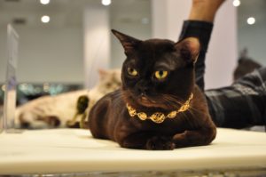 бурманская кошка с золотой цепью