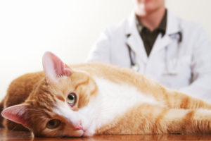 рыжий кот на приеме у ветеринара