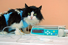 инфузионная терапия для кошки