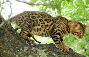 бенгальская кошка на дереве