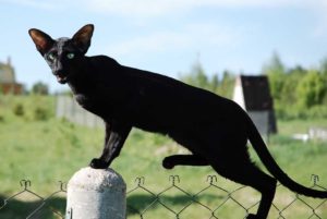 ориентальная черная кошка