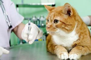 рыжему коту ставят прививку