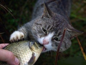 кот ест сырую рыбу