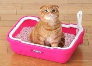 кошка сидит в розовом лотке