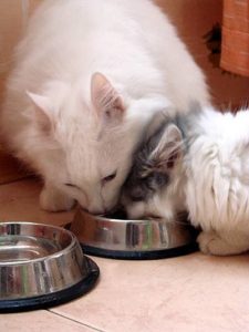 кошки едят из одной миски