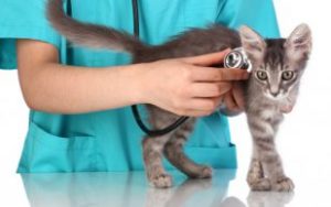 кошка в ветеринарной клинике