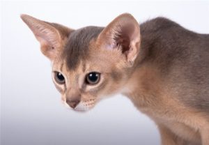 абиссинская кошка серебристого окраса