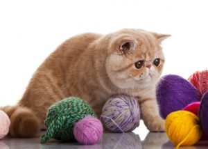 экзотическая короткошерстная кошка играет с клубками