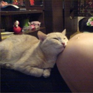 кошка лежит возле живота беременной