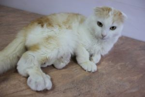 остеохондродисплазия шотландских вислоухих кошек