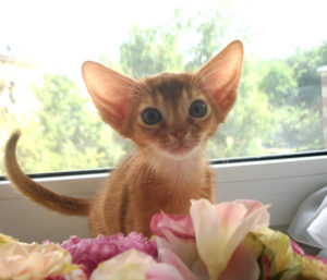 абиссинский котенок и цветы