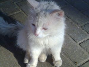 потрепанный белый котенок